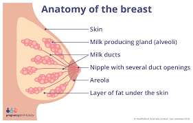 Can I Produce Milk Without Being Pregnant