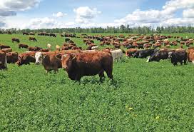 What is overgrazing pasture land ?
