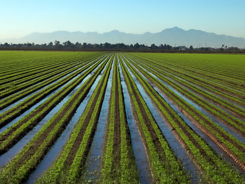 What do you mean by crop ?