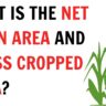 What is net swon area ?