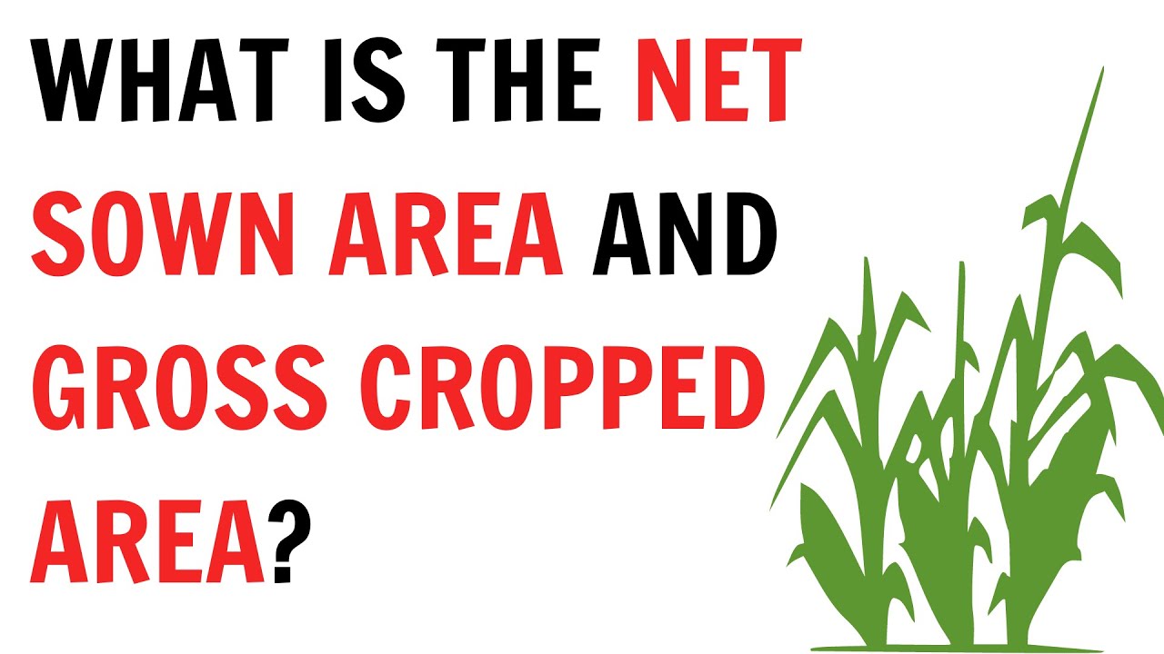 What is net swon area ?