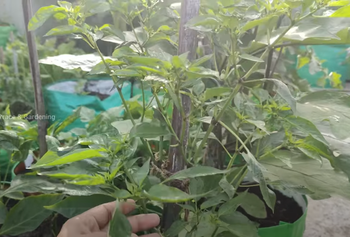 घर पर बागवानी कैसे करें?