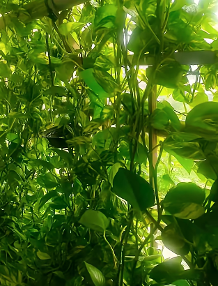 money plant