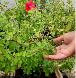 tulsi